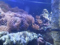 Full marine tank