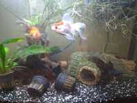 Rehoming 3 fancy goldfish