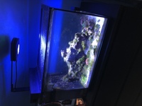 Fluval Evo full set up AI PRIME D FLOW EXTRAS.