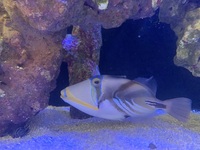 Picasso Triggerfish Adult