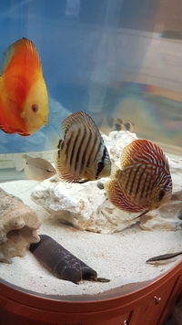 3 x Large Discus for sale