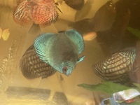 Asian Discus for sale