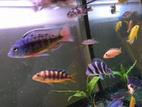 Lots of Malawi cichlids for sale, young and adult