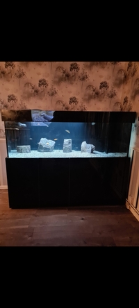 6ft fish tank with sump full set up