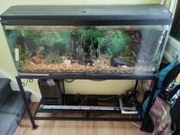 4ft Tank with stand, Full set up