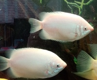 REDUCED PINK KISSING Gouramis - Extra Large