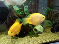 REDUCED Parrot Fish - Extra large
