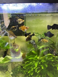 Free Guppies to give away