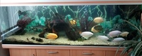 REDUCED Parrot Fish - Extra large