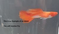 Koi Black Metal Lace and Mixed Guppy fry for Sale Postage Available