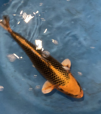TOP QUALITY GENUINE JAPANESE KOI FOR SALE . COUNTY DURHAM