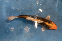 TOP QUALITY GENUINE JAPANESE KOI FOR SALE . COUNTY DURHAM