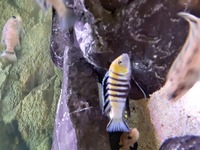 Malawi Mbuna Juvenile Cichlids Fish Sale.