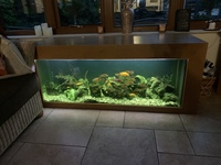 Mature aquarium in for of coffee table with 40+ Malawi