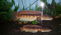 Golden cobra snakehead PAIRS
