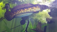 Golden cobra snakehead PAIRS