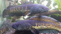 Golden cobra snakehead PAIRS
