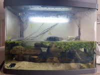 Turtle, fish and tank for sale