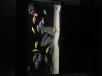 Malawi cichlid fish full tank setup