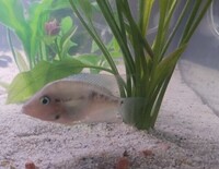 Urgently need a home for my blue eyed Cichlid