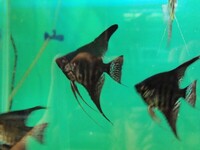 KADR Angelfish, young English bred, 3cm