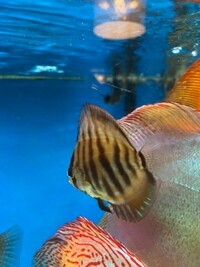 Discus Fish Faversham
