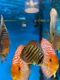 Discus Fish Faversham