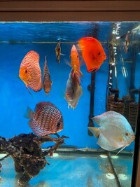 Discus Fish Faversham
