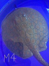 SUPER HYBRID STINGRAY PUPS