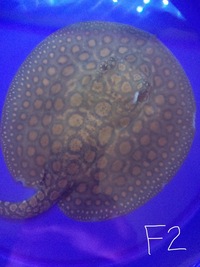 SUPER HYBRID STINGRAY PUPS