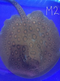 SUPER HYBRID STINGRAY PUPS