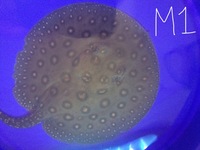 SUPER HYBRID STINGRAY PUPS