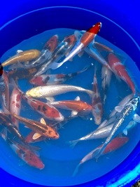 lots of pond fish inc koi