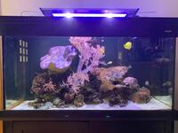 Complete 400L Marine aquarium and contents