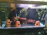 Fish tank +sump £110