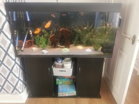 4ft tank with stand and fish
