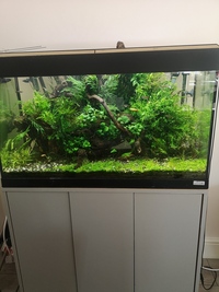 Fully aquascaped fish tank with everything included