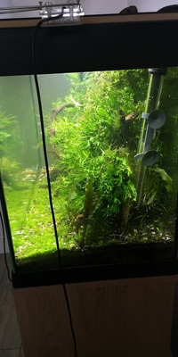 Fully aquascaped fish tank with everything included