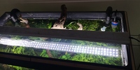Fully aquascaped fish tank with everything included