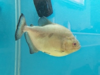 PIRANHA fish