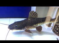 Hybrid catfish RTC-TSN 13-14inch