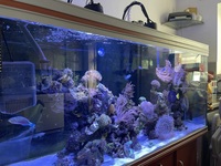 LIVESTOCK in 5FT RENA REEF AQUARIUM EVERYTHING INCLUDED £3k ONO