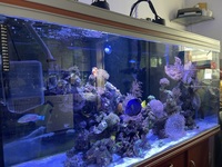 5FT COMPLETE REEF TANK FOR SALE INC LIVESTOCK £2K ONO
