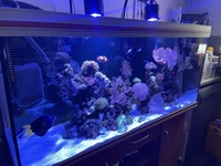 5FT COMPLETE REEF TANK FOR SALE INC LIVESTOCK £2K ONO