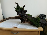 Large Piece of bogwood