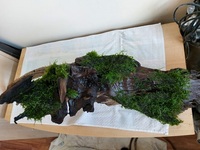 Large Piece of bogwood