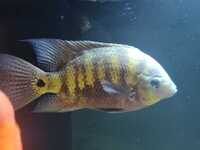 Lots of large Cichlids
