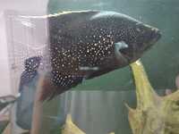 Lots of large Cichlids
