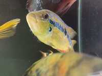 Lots of large Cichlids