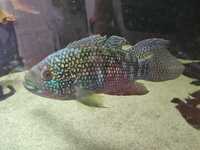 Lots of large Cichlids